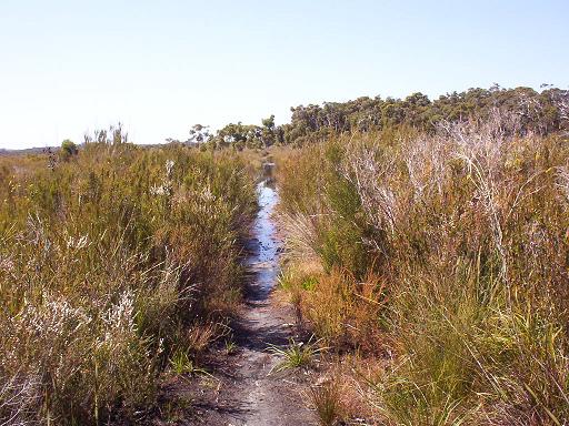 Lots of swampy sections at Pingerup Plains