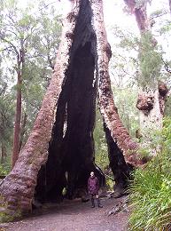 Giant Red Tingle Tree