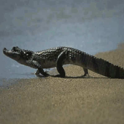caiman