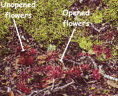 Both open and unopened flowers fall prey to possums