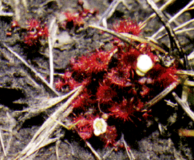 Drosera spathulata in flower, the entire plant is 2 cm across