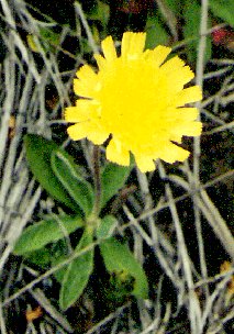 Hawkweed, invasive weed 20 times life size