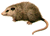 American opossum