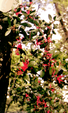 Flowering native mistletoe, usually favourite possum food