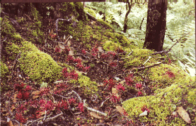 Hundreds of broken and chewed rewarewa flowers on the ground.