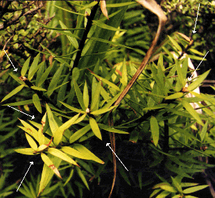 Hall's totara with all the ends chewed off by possums