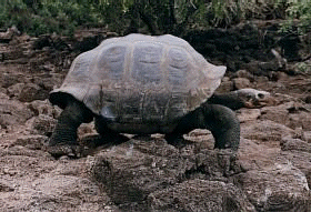 [Picture of Galapagos giant turtle]