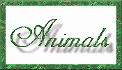Animal Kreations