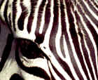 2001zebra.JPG (402414 bytes)