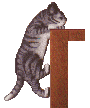 kitty climb post
