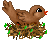 bird
