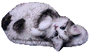 kitty in towel