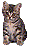kitty