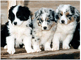puppies