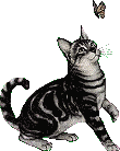 cat butterfly