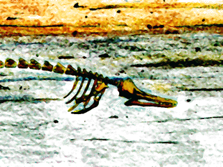 Charlotte, the Vermont Whale