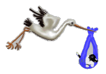 stork1