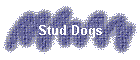 Stud Dogs