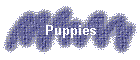 Puppies
