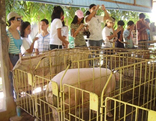Piggery