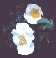 Cherokee Rose Picture