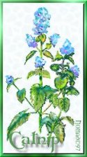 Catnip