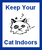 Indoor cat