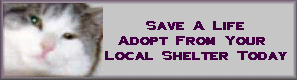 Adopt A Kitty