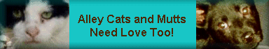 Alley Cats and Mutts Need Love Too