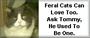 Feral Cats Can Love