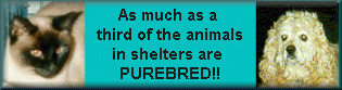 Purebreds are in shelters too