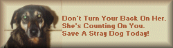 Save A Stray