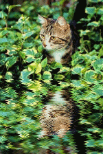 Lake Cat