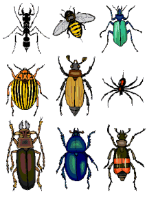 Bugs
