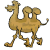 Camel