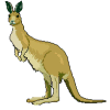 Kangaroo