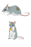 Mice
