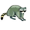 Racoon