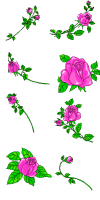 Roses