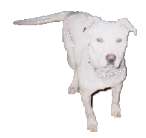 Brutus