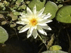 Water Lily