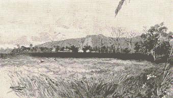 276 Wheat Field in the Wimmera