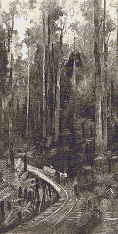 295 Log Tramway, Gippsland