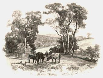 304 Near Broadford