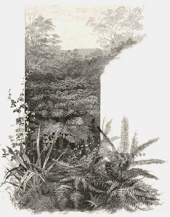 307 Strathbogie Rangers