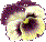 pansy float
