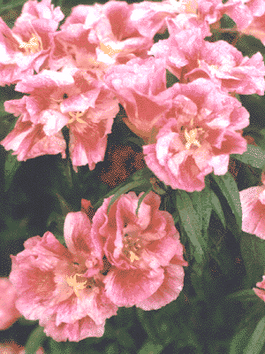 GODEZIA