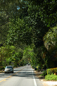 Captiva before and after the 2004 hurricane season