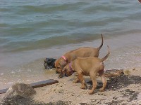 2pups