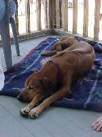 big_dog_dreams